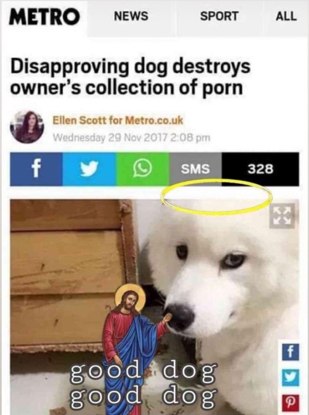 METRO NEWS SPORT ALL Disapproving dog destroys owners collection of porn f sws