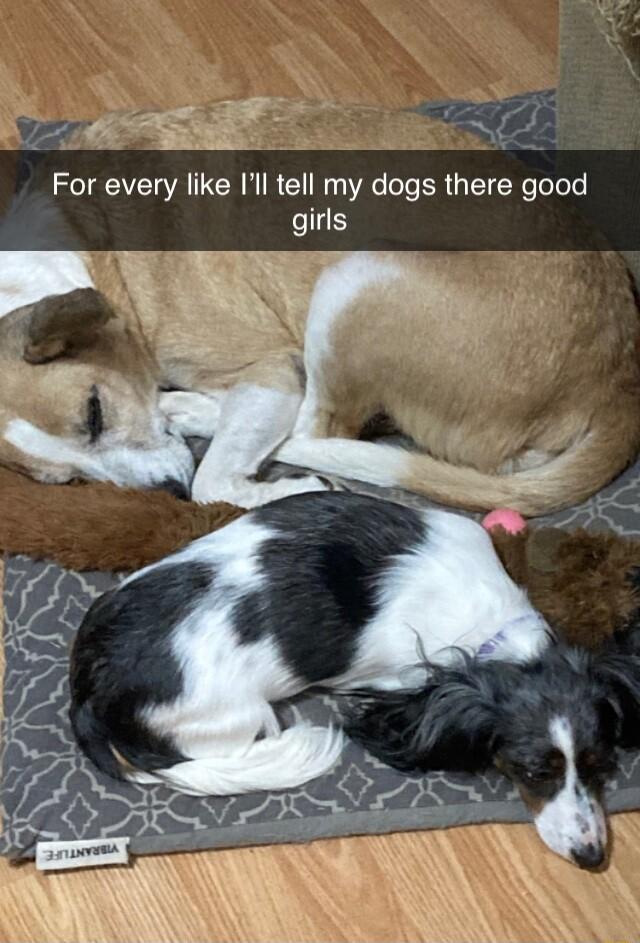 g s o For every like Ill tell my dogs there good e 5 R