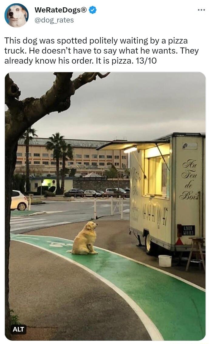 Q WeRateDogs dog rates This dog was spotted politely waiting by a pizza truck He doesnt have to say what he wants They already know his order It is pizza 1310