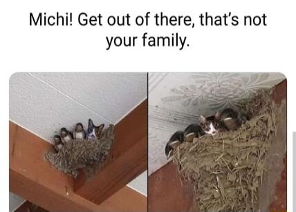 Michi Get out of there thats not your family