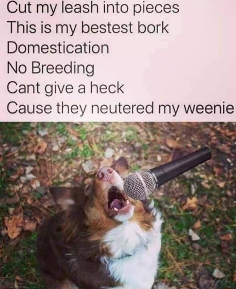 Cut my leash into pieces This is my bestest bork Domestication No Breeding Cant give a heck Cause they neutered my weenie