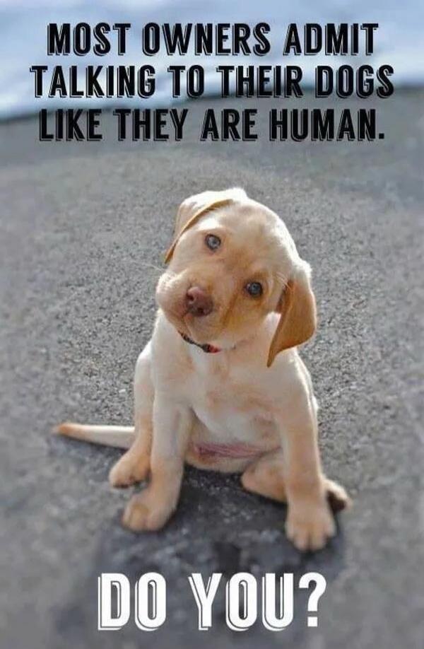 MOST OWNERS ADMIT TALKING TO THEIR DOGS LIKE THEY ARE HUMAN. DO YOU?
