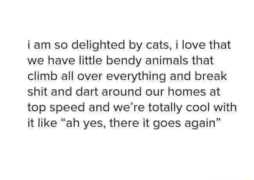 i am so delighted by cats i love that we have little bendy animals that climb all over everything and break shit and dart around our homes at top speed and were totally cool with it like ah yes there it goes again