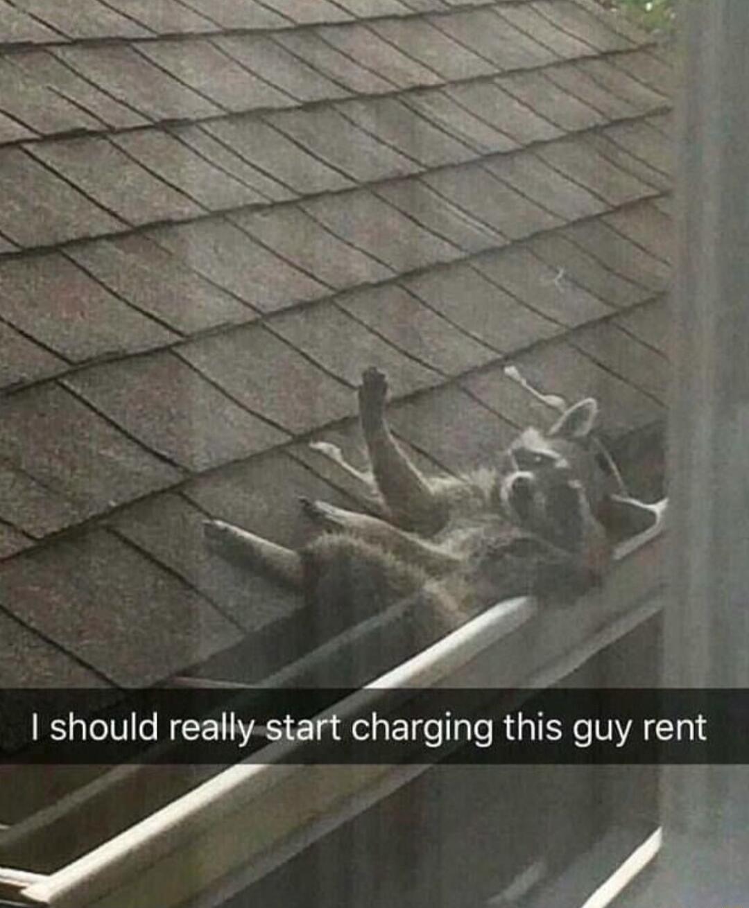 I should reailyrarfharging this guy rent