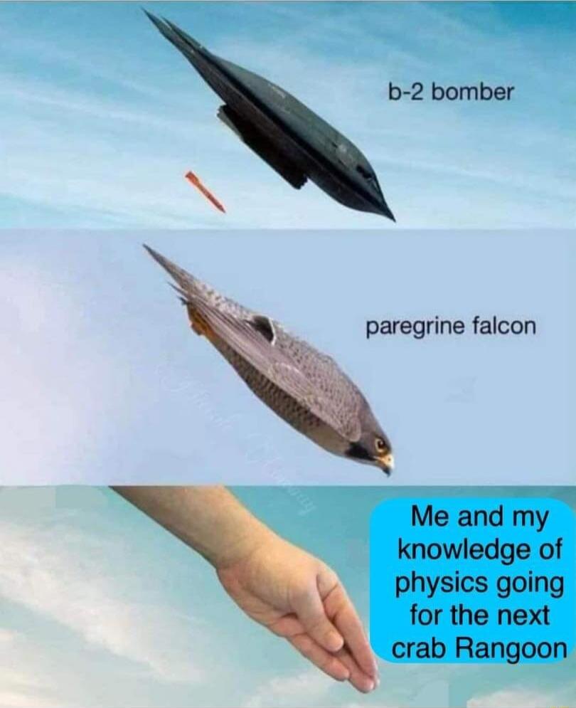 paregrine falcon