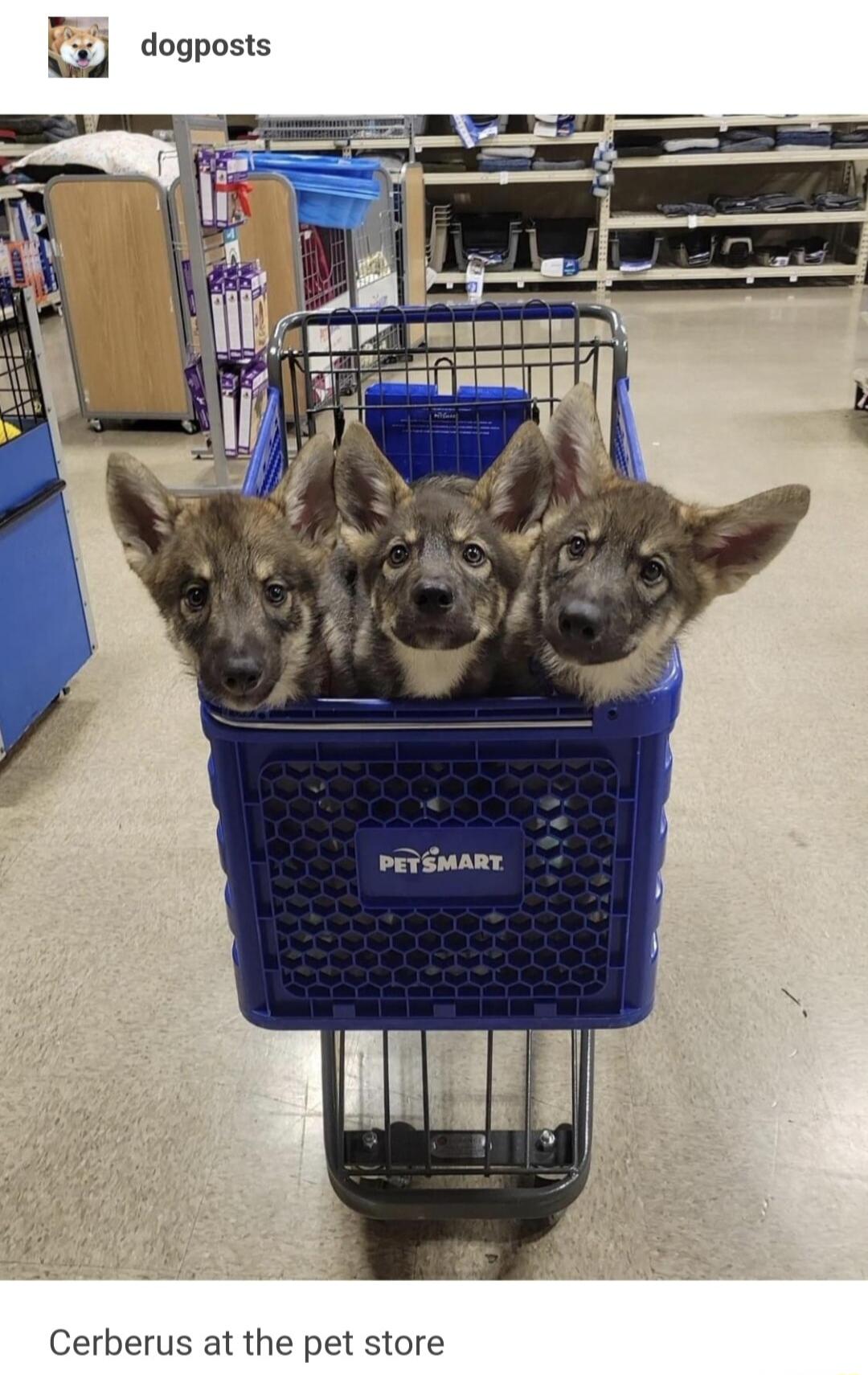 dogposts Cerberus at the pet store
