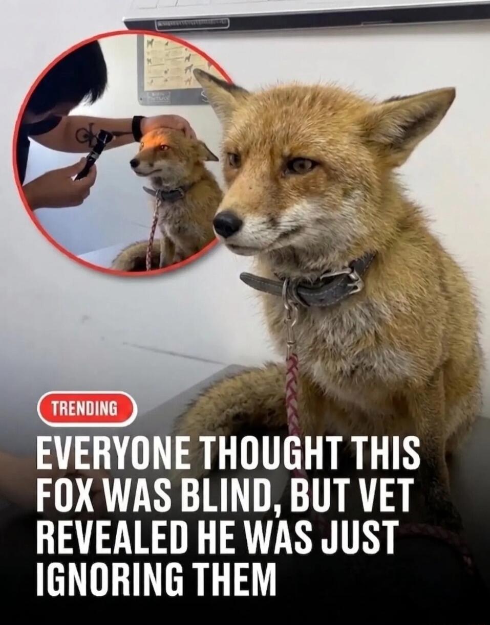 TRENDING EVERYONE THOUGHT THIS FOX WAS BLIND, BUT VET REVEALED HE WAS JUST IGNORING THEM