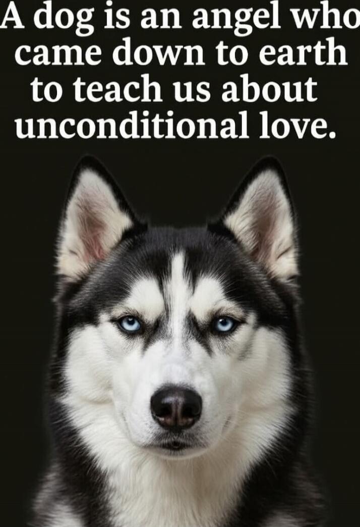 A dog is an angel who came down to earth to teach us about unconditional love.