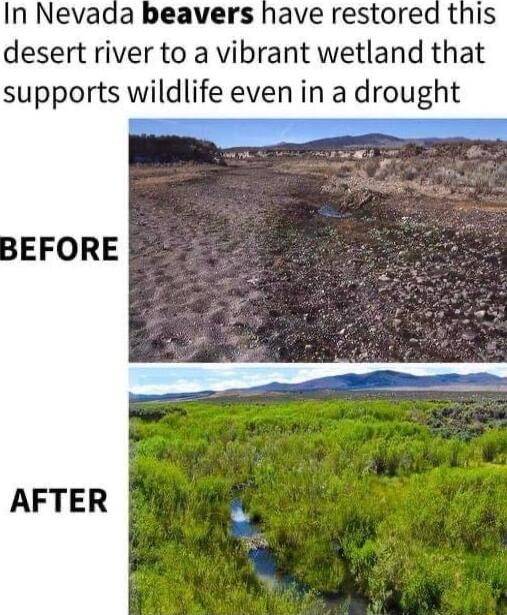 In Nevada beavers have restored this desert river to a vibrant wetland that supports wildlife even in a dro