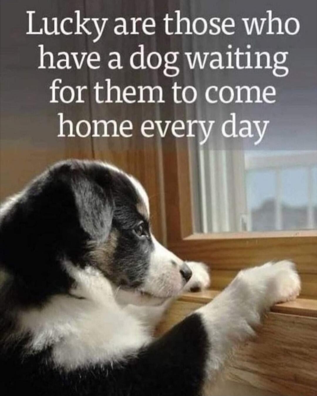 Lucky are those who have a dog waiting for them to come home every day