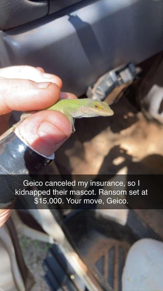 Geico canceled my insurance so kidnapped their mascot Ransom set at 15000 Your move Geico 4