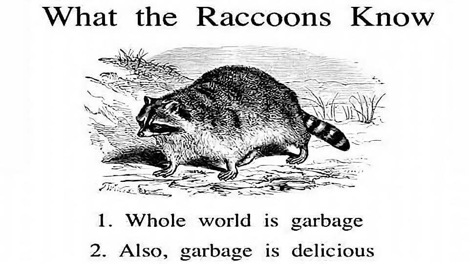 What the Raccoons Know 1 Whole world is garbage 2 Also garbage is delicious