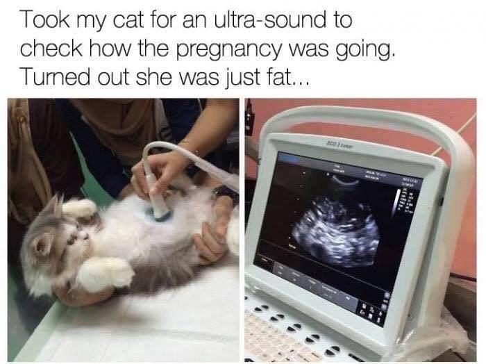 Took my cat for an ultra sound to check how the pregnancy was going Tumed out she was just fat