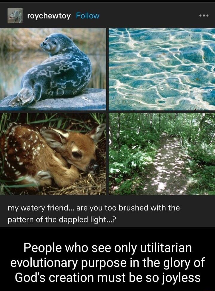 q roychewtoy Follow wee my watery friend are you too brushed with the pattern of the dappled light People who see only utilitarian evolutionary purpose in the glory of Gods creation must be so joyless