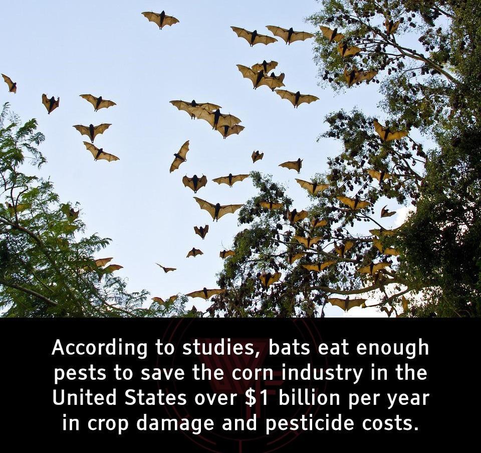 According to studies bats eat enough pests to save the corn industry in the United States over 1 billion per year in crop damage and pesticide costs