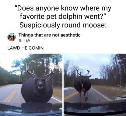 Does anyone know where my favorite pet dolphin went Suspiciously round moose Things that are not aesthetic he LAWD HE COMIN