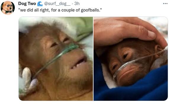 Dog Two irf_dog_ e did al right for a couple of goofballs