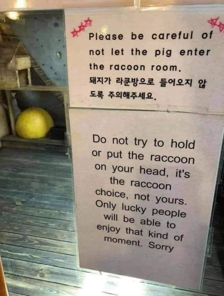 A Pleuae be careful of not let the pig enter the racoon room HXt 2ggoz gojox g 8 ZONZEML Do not try to holq or put the raccoon on your head jts the raccoon choice not yours