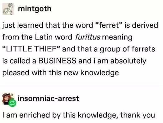 V7 mintgoth just learned that the word ferret is derived from the Latin word furittus meaning LITTLE THIEF and that a group of ferrets is called a BUSINESS and i am absolutely pleased with this new knowledge s insomniac arrest am enriched by this knowledge thank you Source mintgoth