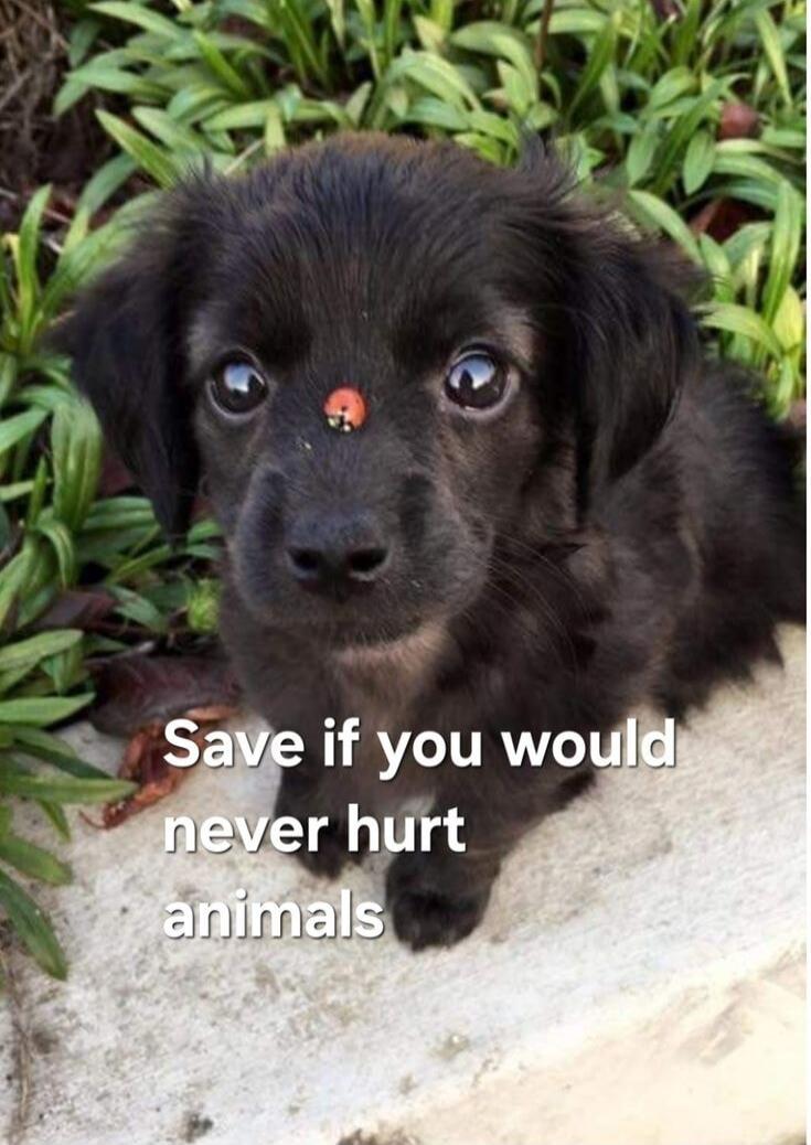 Save if you would never hurt animals