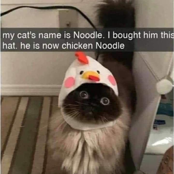 my cats name is Noodle bought him thi hat he is now chicke_q oTole