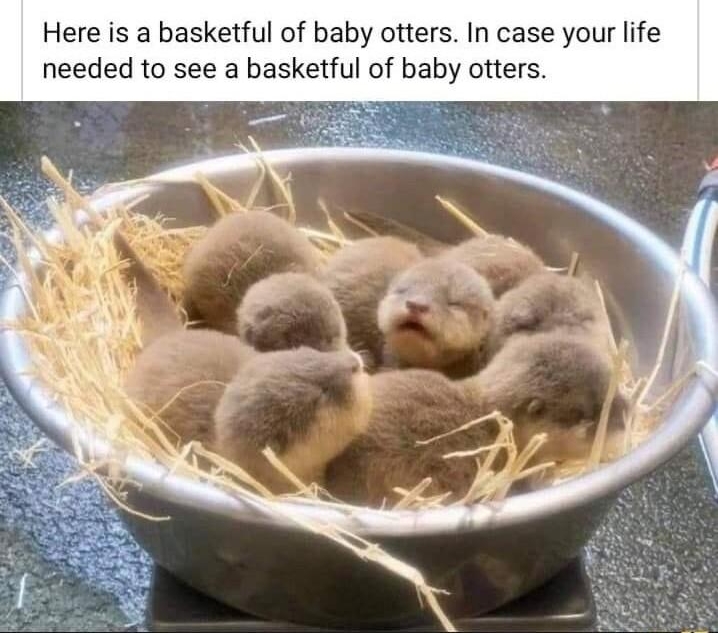 Amanda Chrysalis Roseanne Dec 17 Q Here is a basketful of baby otters In case your life needed to see a basketful of baby otters