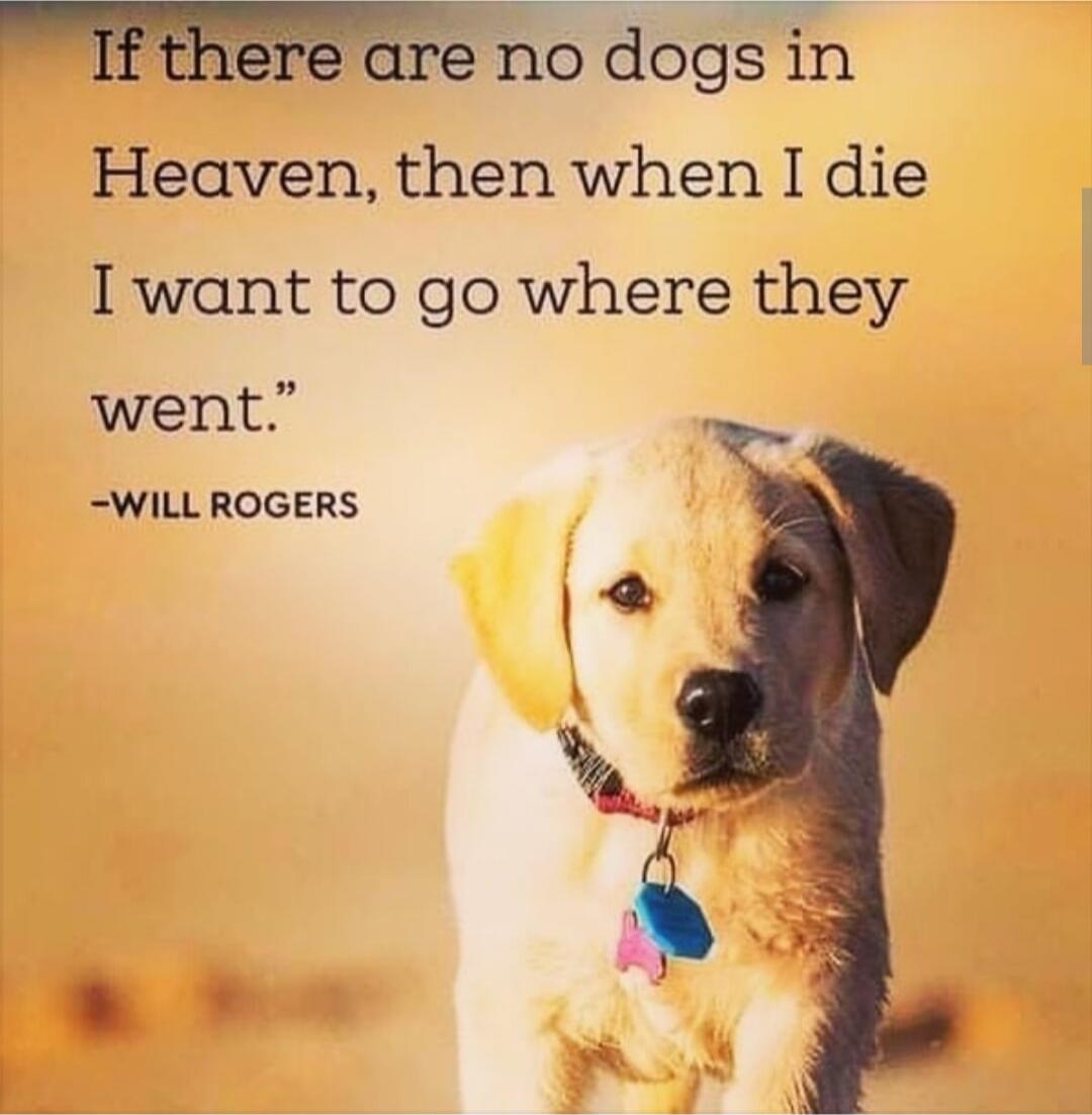If there are no dogs in Heaven, then when I die I want to go where they went.
- WILL ROGERS