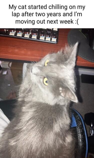 My cat started chilling on my lap after two years and Im moving out next week