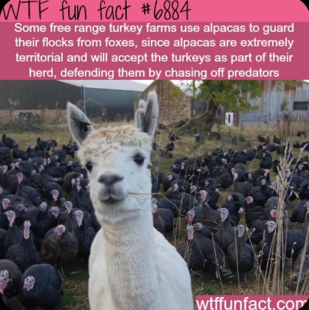 Smwumng mrknyhrnundpmwgulld their flocks from foxes since alpacas are extremely territorial and will accept the turkeys as part of their