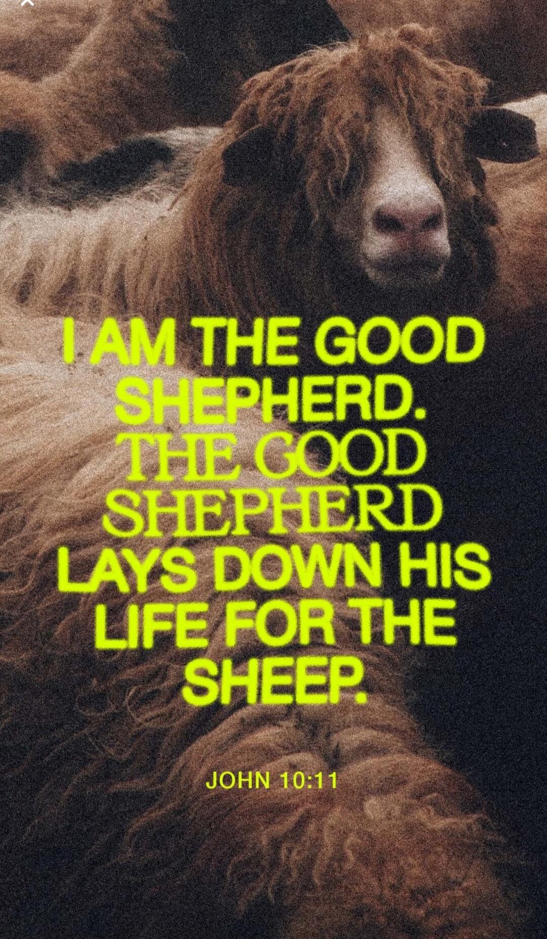 I AM THE GOOD SHEPHERD. THE GOOD SHEPHERD LAYS DOWN HIS LIFE FOR THE SHEEP. JOHN 10:11