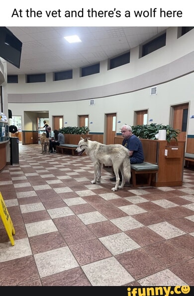 At the vet and theres a wolf here