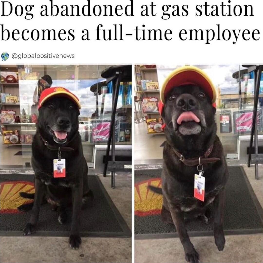 Dog abandoned at gas station becomes a full time employee