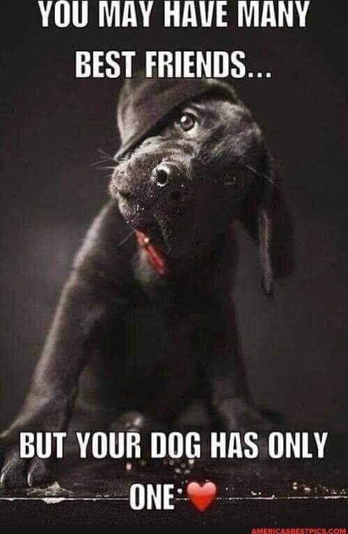 YOU MAY HAVE MANY BEST FRIENDS... BUT YOUR DOG HAS ONLY ONE 💖
