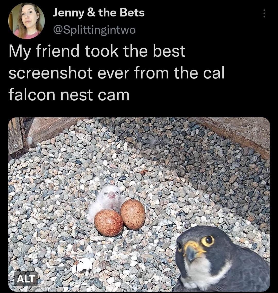 Jenny the Bets 2Splittingintwo My friend took the best screenshot ever from the cal falcon nest cam