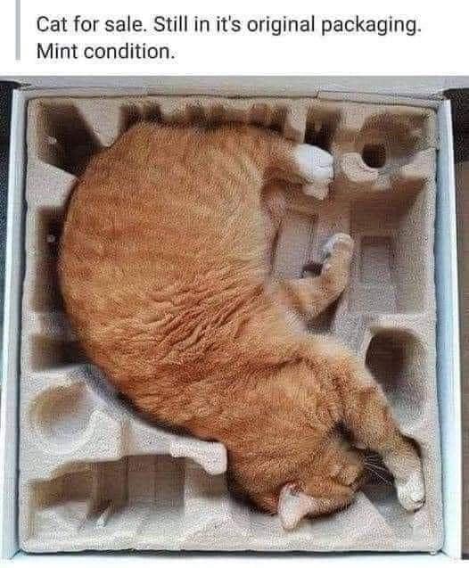 Cat for sale Still in its original packaging Mint condition