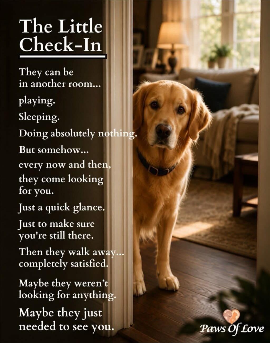 The Little Check-In. They can be in another room... playing. Sleeping. Doing absolutely nothing. But somehow... every now and then, they come looking for you. Just a quick glance. Just to make sure you're still there. Then they walk away... completely satisfied. Maybe they weren't looking for anything. Maybe they just needed to see you. Paws Of Lov