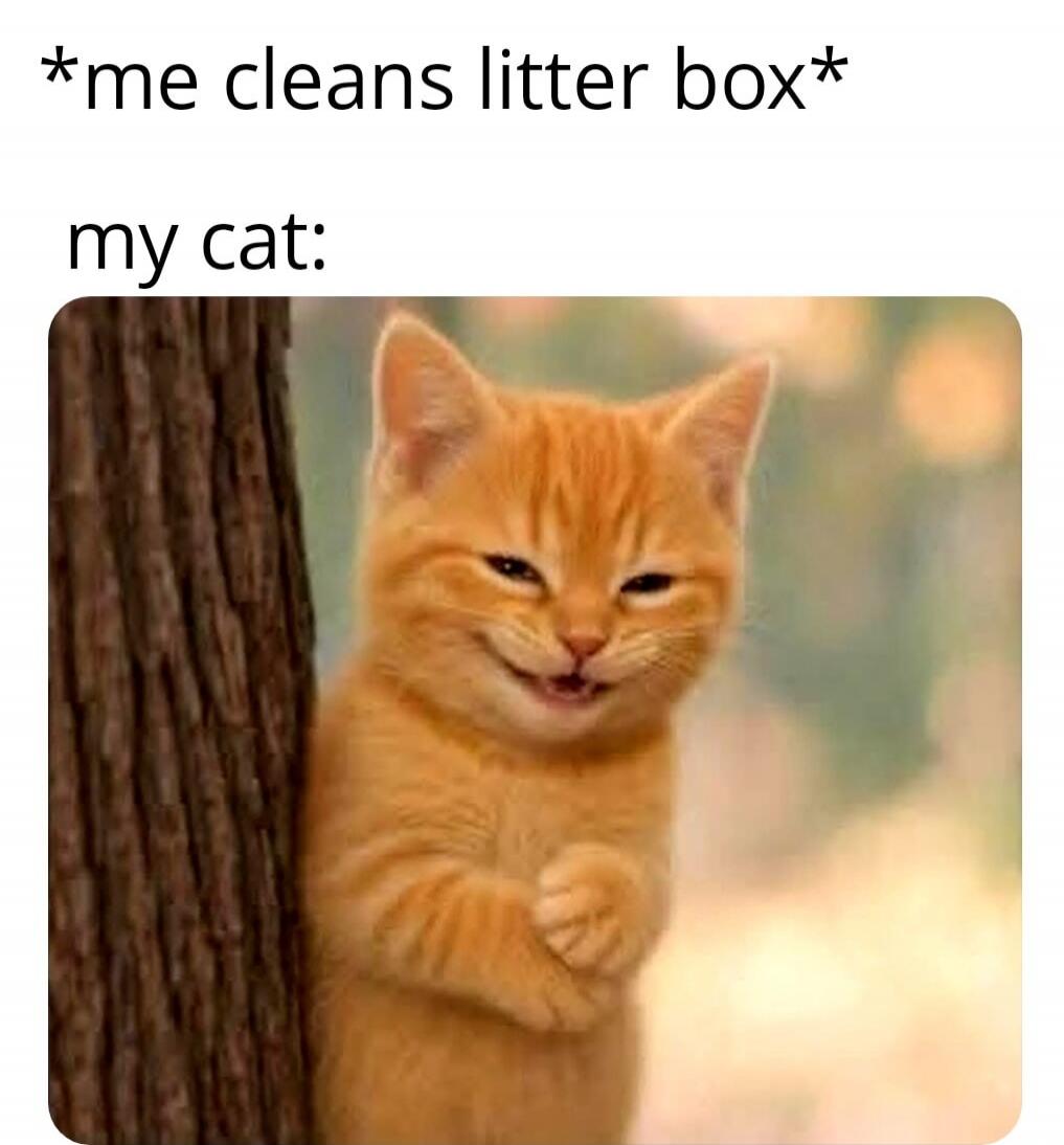 *me cleans litter box*
my cat: