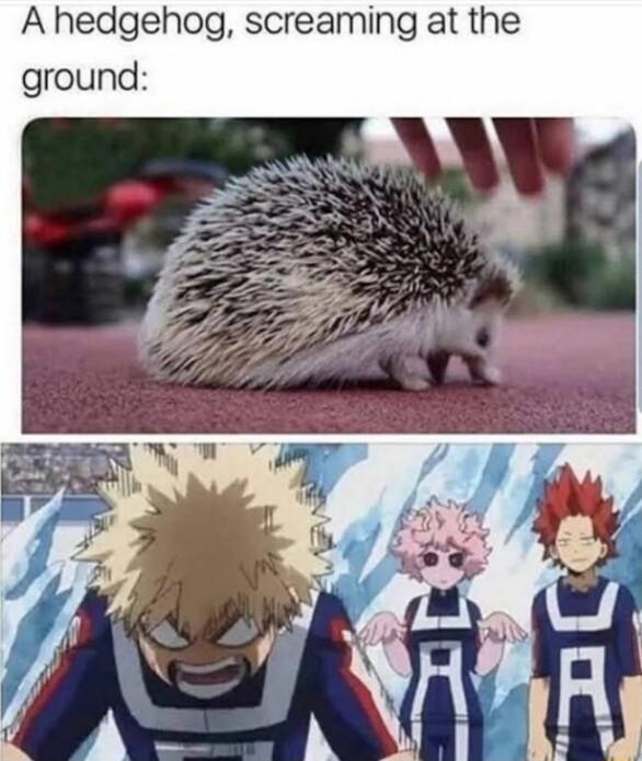 A hedgehog screaming at the ground
