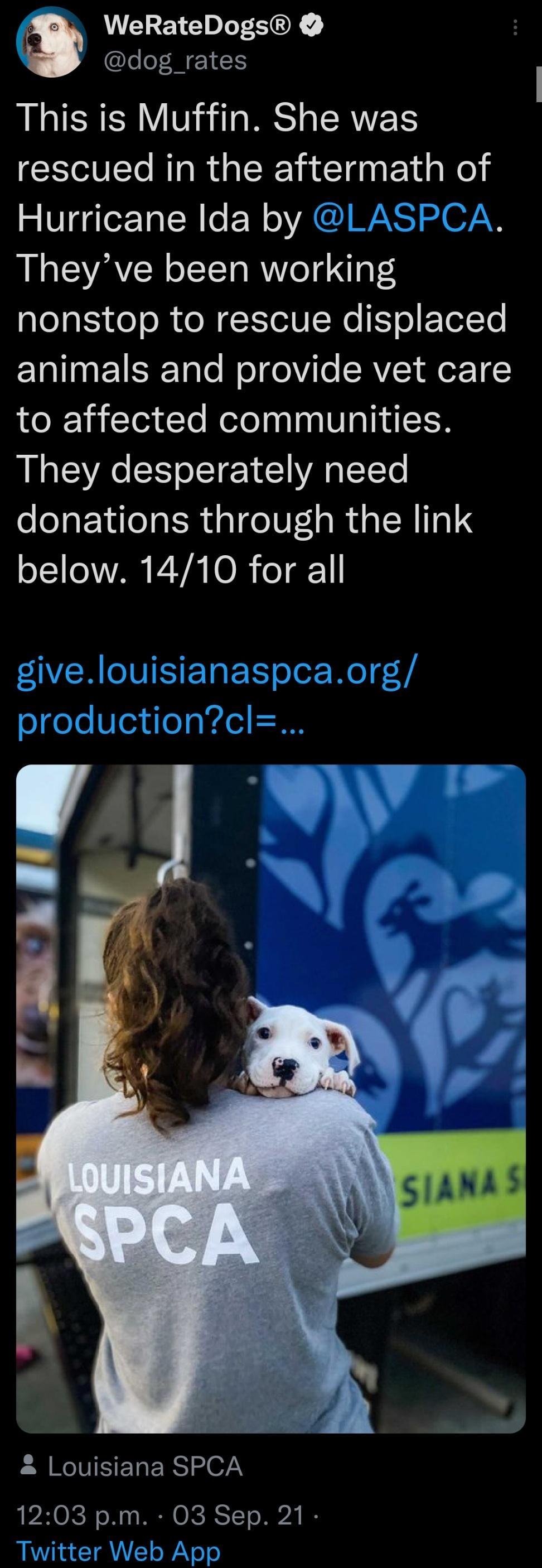 R WeRateDogs 7 LeeF WENE This is Muffin She was rescued in the aftermath of Hurricane Ida by F L GYACE G worklng nonstop to rescue displaced Tl STale el foVilo SRVS for1 to affected communities They desperately need donations through the link OIS AR P VA TOR o111 2 Louisiana SPCA 12 O3pm 03 Sep 21