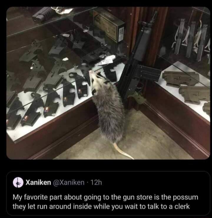 o Xaniken Xaniken 12h My favorite part about going to the gun store is the possum they let run around inside while you wait to talk to a clerk