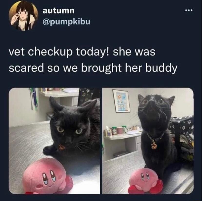 F MY W autumn pumpkibu vet checkup today she was scared so we brought her buddy