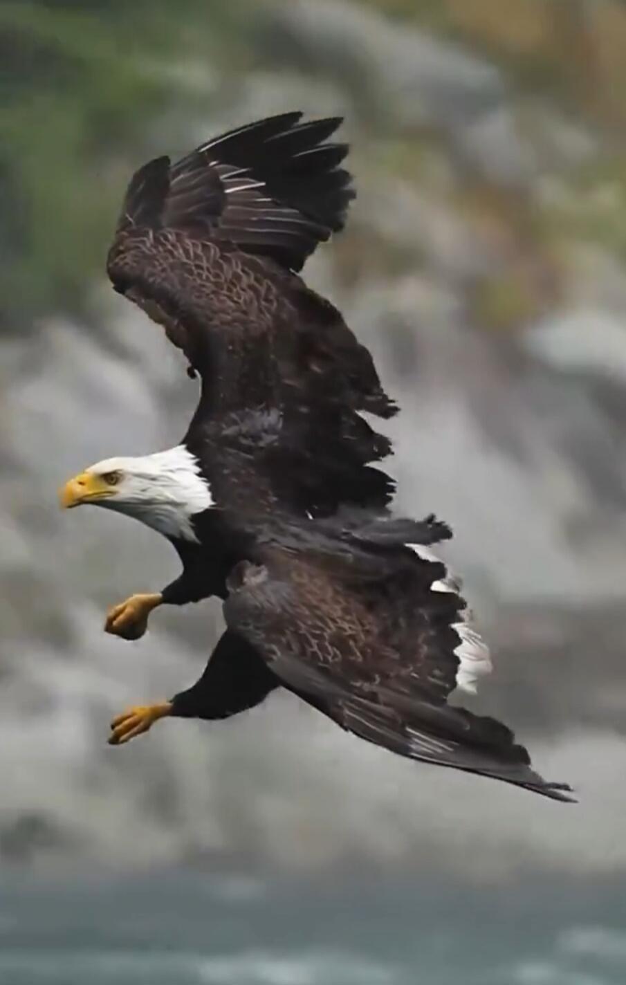 Bald eagle in mid-flight.