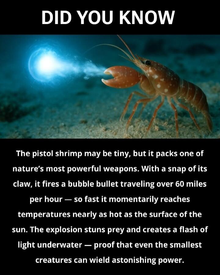 DID YOU KNOW

The pistol shrimp may be tiny, but it packs one of nature's most powerful weapons. With a snap of its claw, it fires a bubble bullet traveling over 60 miles per hour — so fast it momentarily reaches temperatures nearly as hot as the surface of the sun. The explosion stuns prey and creates a flash of light underwater — proof that even 