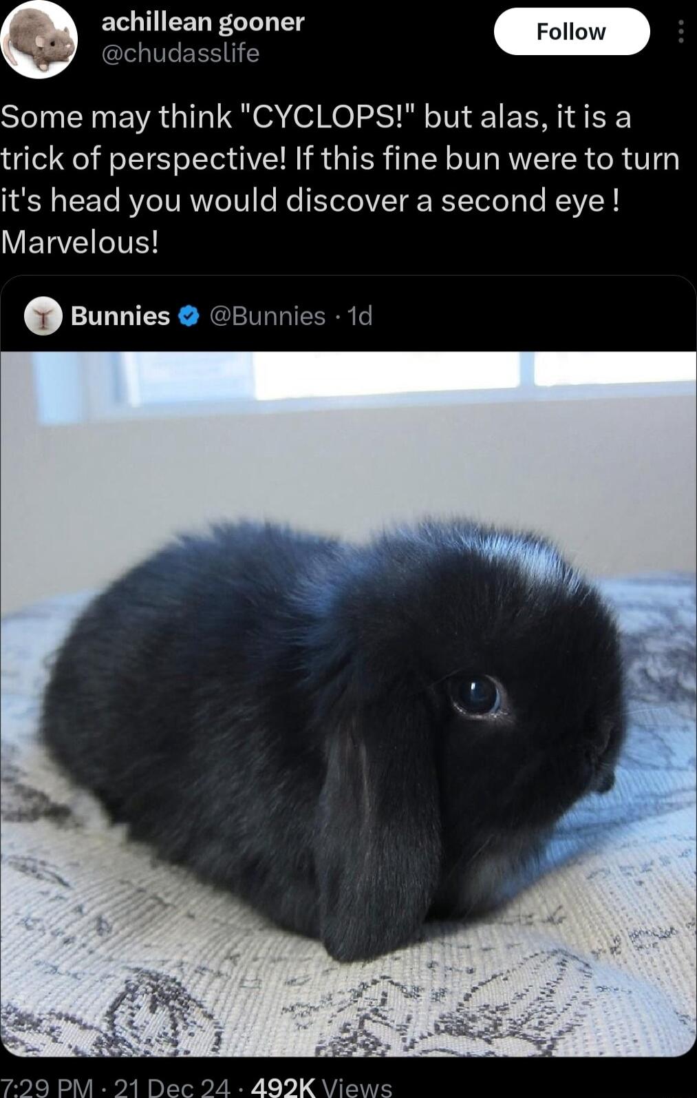 achillean gooner chudasslife Some may think CYCLOPS but alas itis a trick of perspective If this fine bun were to turn its head you would discover a second eye VETVELIVE Bunnies Bunnies 1d