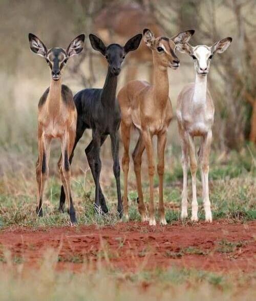 Five young antelopes standing together in a field.
