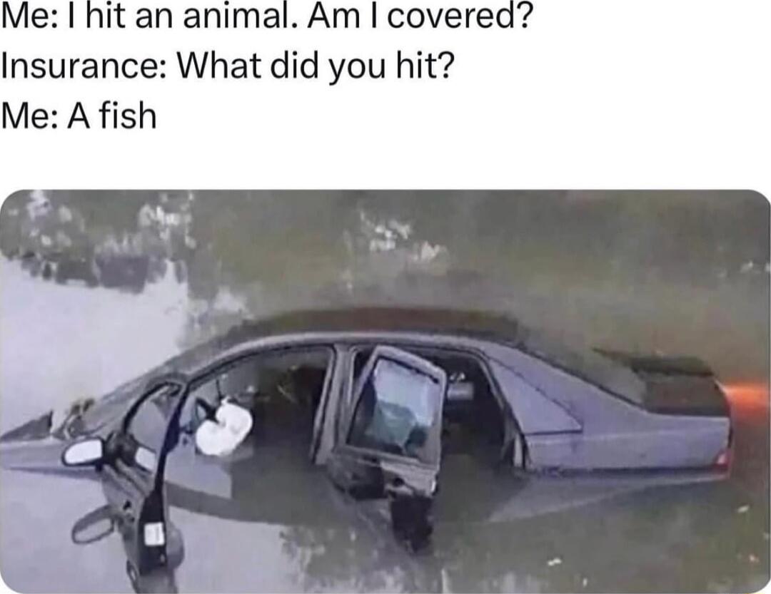 Me hit an animal Am coverea Insurance What did you hit Me A fish