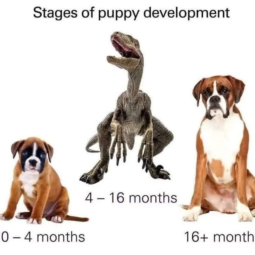 Stages of puppy development 4 16 months ad daf 0 4 months 16 month