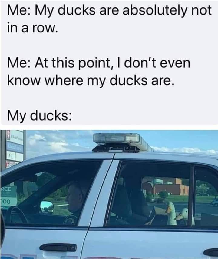 Me My ducks are absolutely not in a row Me At this point dont even know where my ducks are My ducks