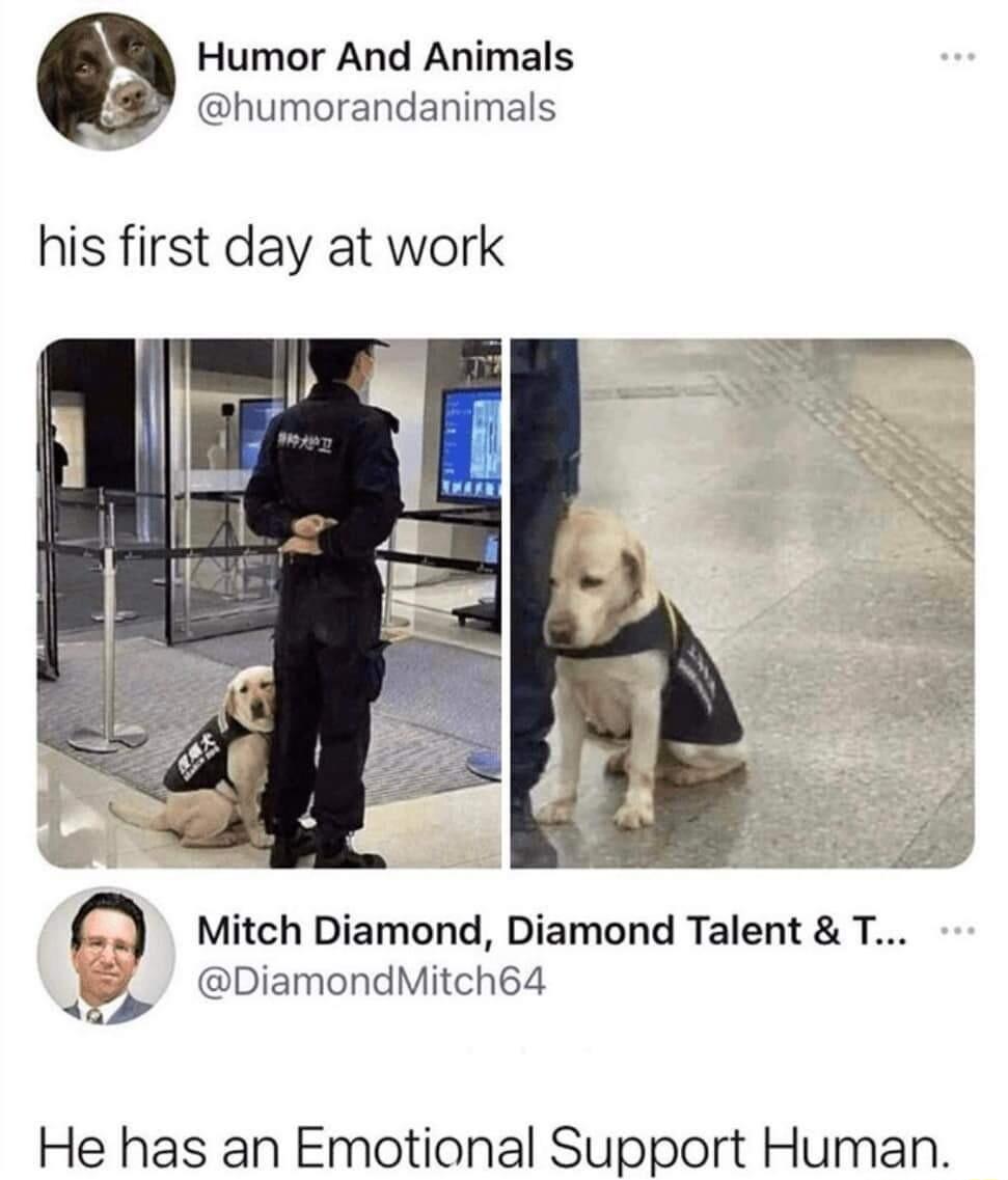 Humor And Animals humorandanimals his first day at work Q Mitch Diamond Diamond Talent T DiamondMitch64 b ndMitch6 He has an Emotional Support Human
