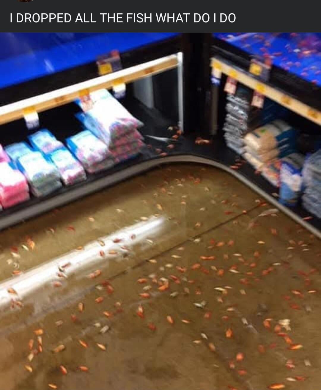 DROPPED ALL THE FISH WHAT DO DO